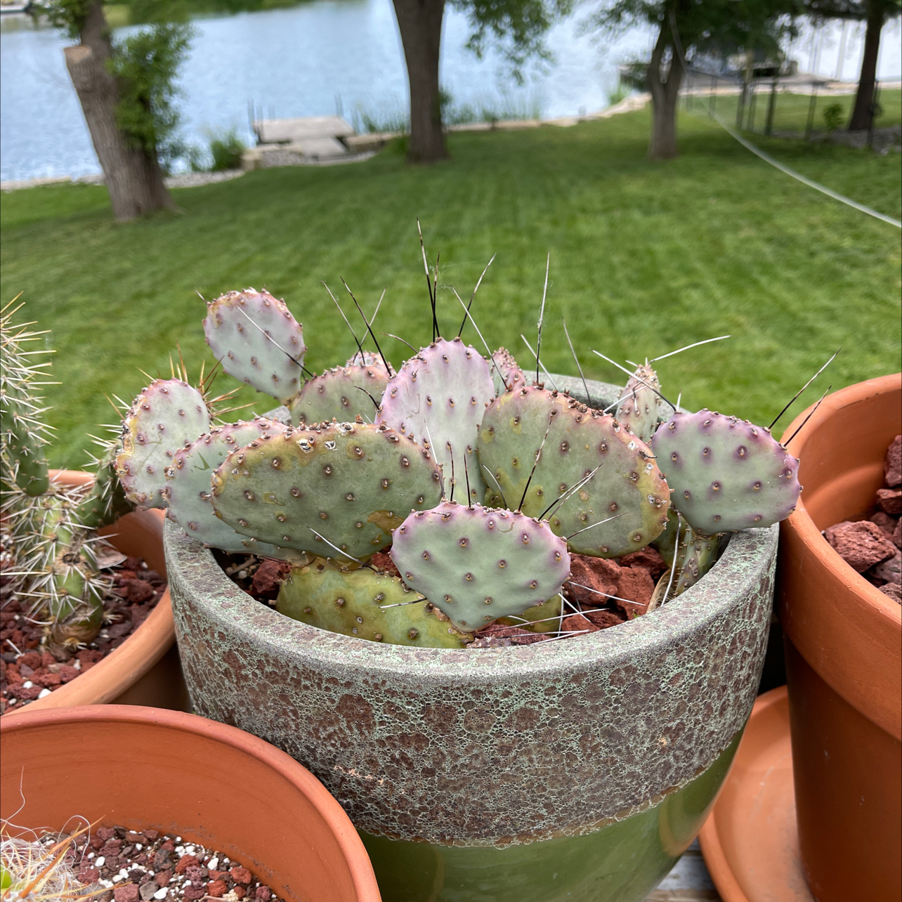 Photo of the plant species Opuntia 'Amethyst Wave' by @Phizzle12 named The Grimmace on Greg, the plant care app