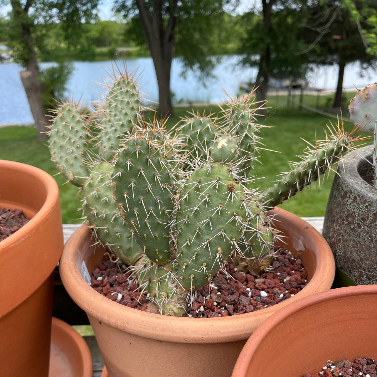 Photo of the plant species Opuntia rhodantha 'Grand Mesa Peach' by @Phizzle12 named Peaches on Greg, the plant care app