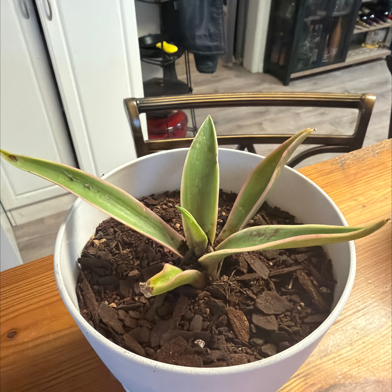 Photo of the plant species Agave desmettiana 'Variegata' by @Phizzle12 named Pax on Greg, the plant care app