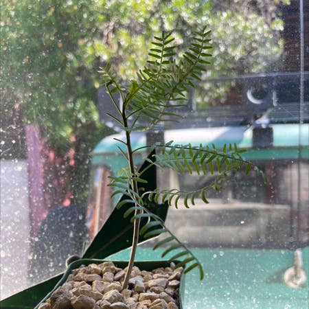 Photo of the plant species Elephant Tree by Alertoxtongue named Athena on Greg, the plant care app