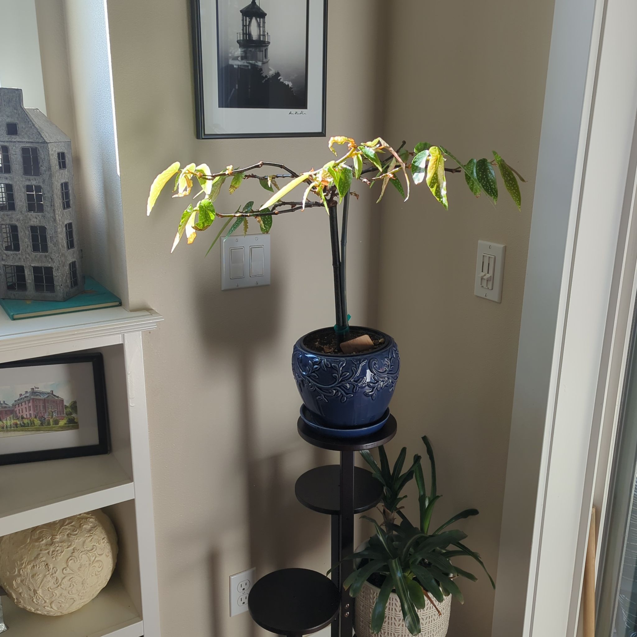 Photo of the plant species Begonia Bamboo by @LogicalMayten named Begonia on Greg, the plant care app