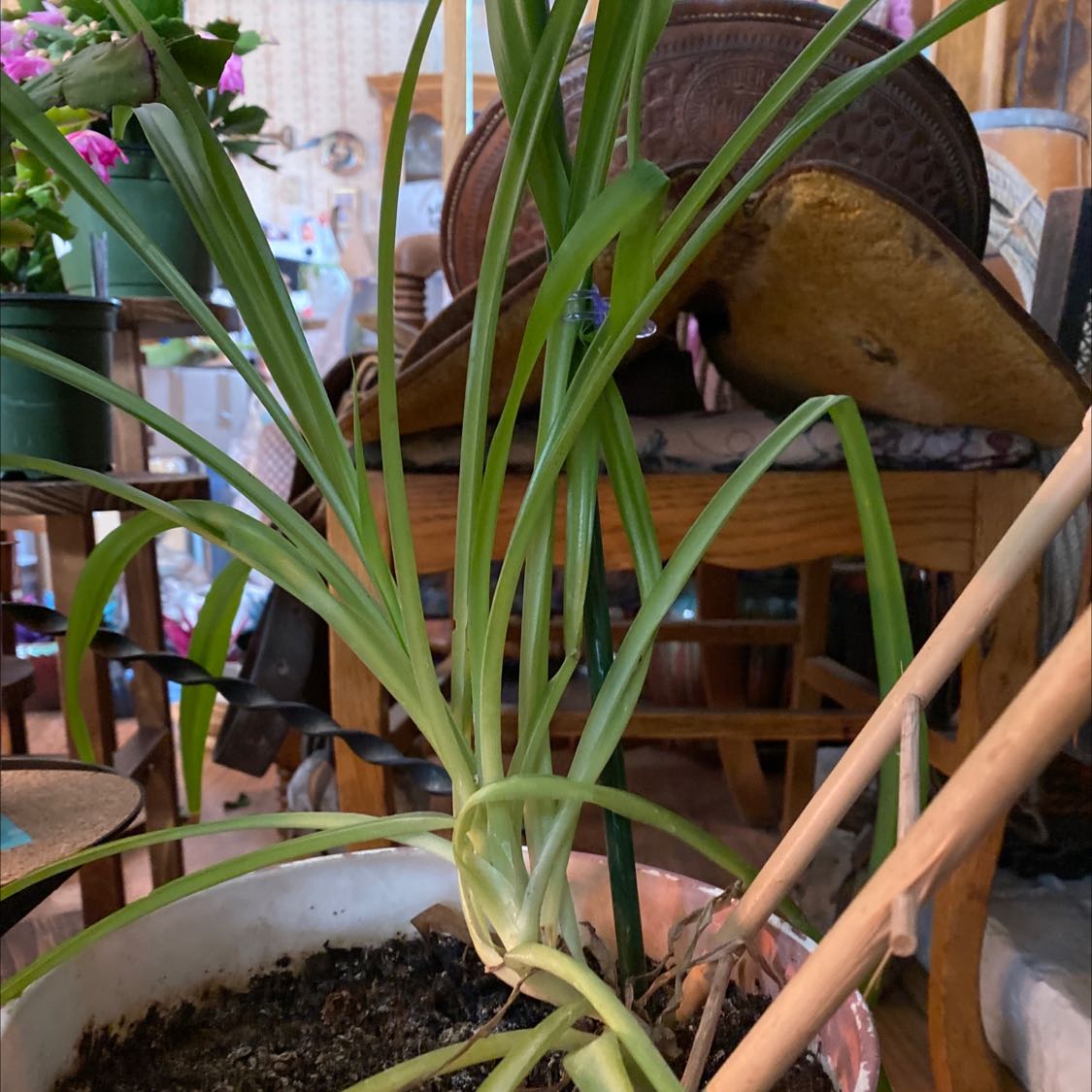 Chinese Chives plant with long, slender green leaves in a pot with visible soil.