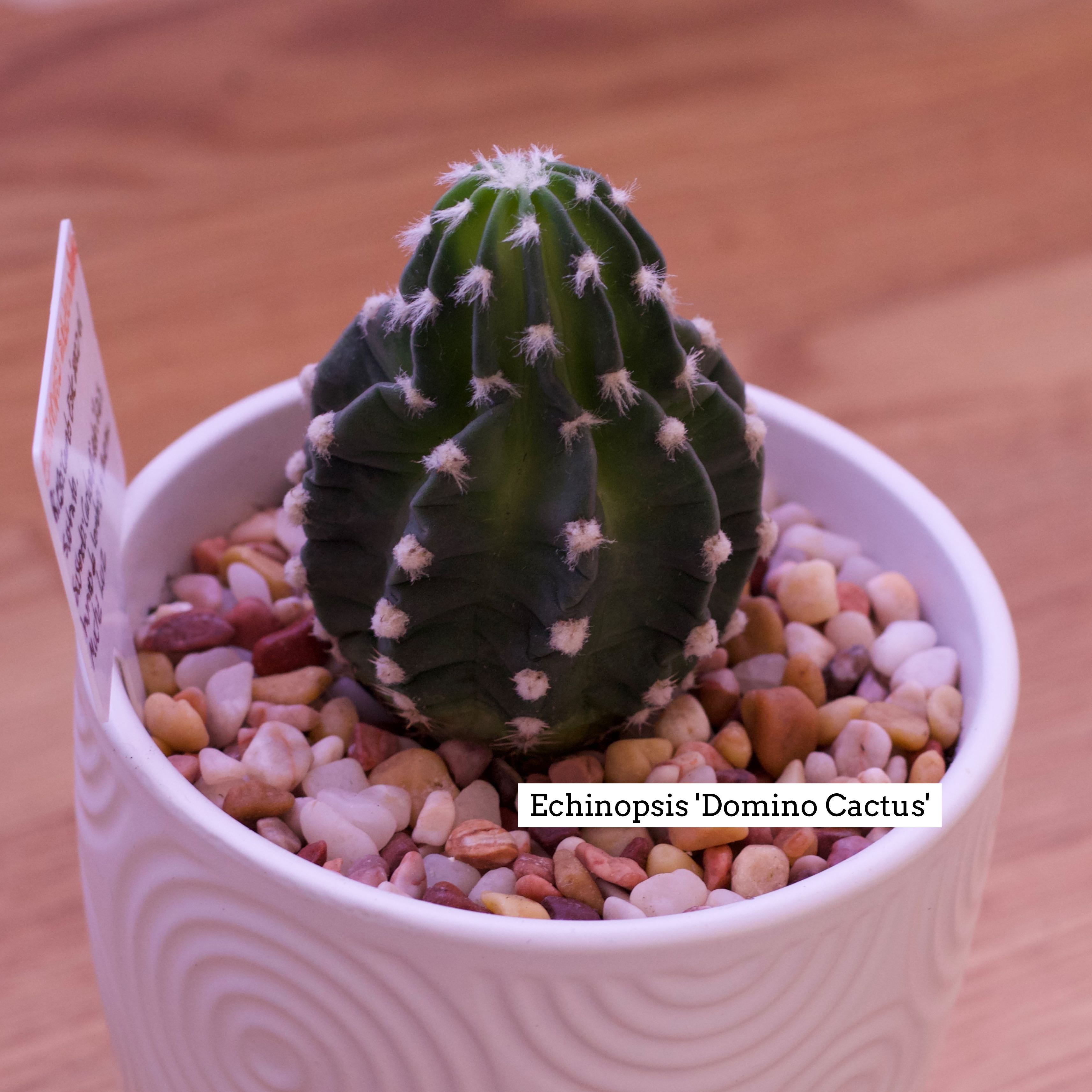 Domino cactus