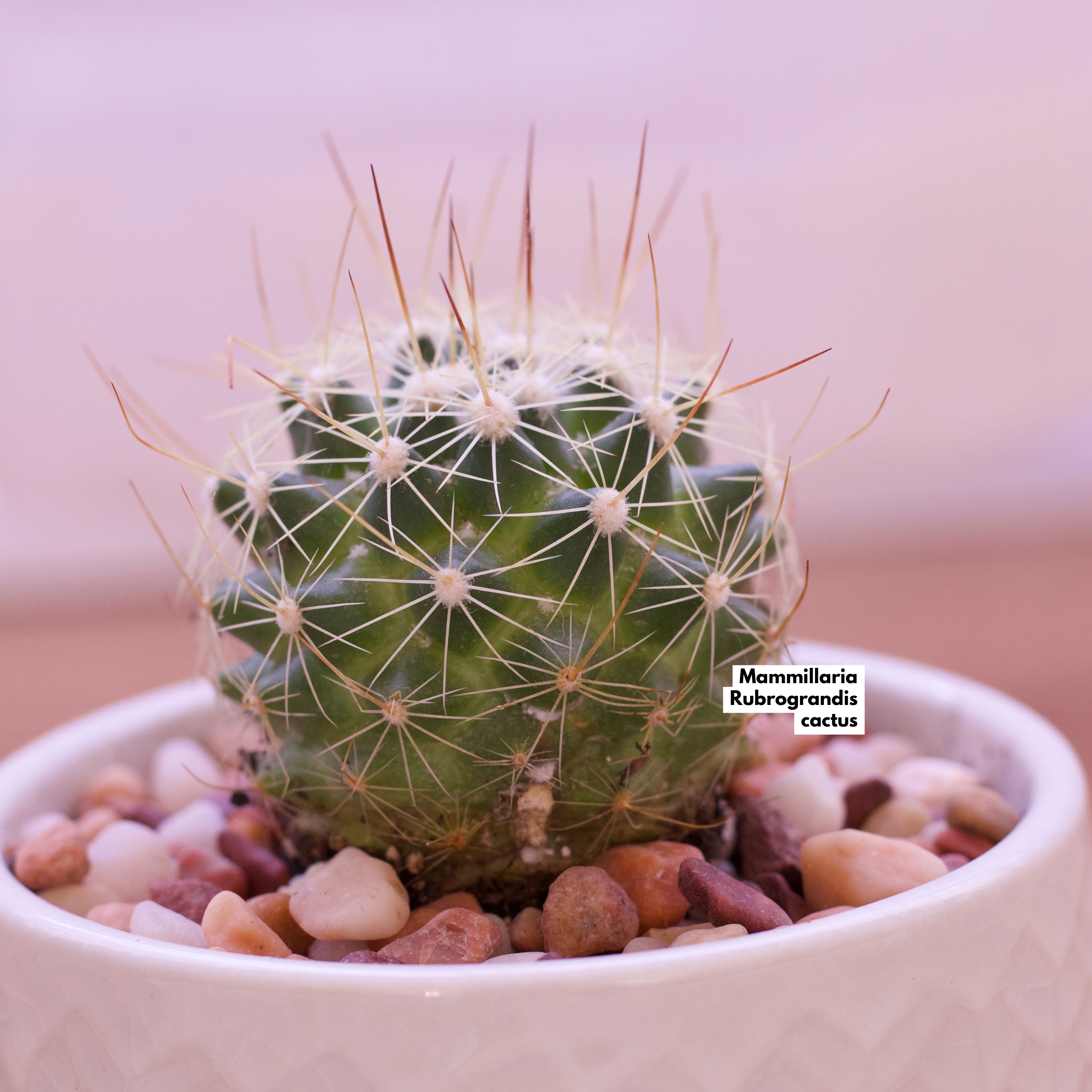 Photo of the plant species Nipple Cactus by @Lunatik4 named Mammillaria Rubrograndis cactus on Greg, the plant care app