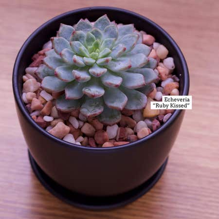 Photo of the plant species Echeveria 'Ruby Kissed' by Lunatik4 named Ruby Kissed on Greg, the plant care app