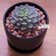 Calculate water needs of Echeveria 'Ruby Kissed'