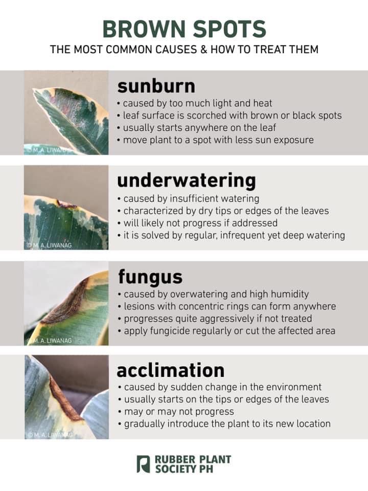 Causes and cures for brown spots on Rubber Plant