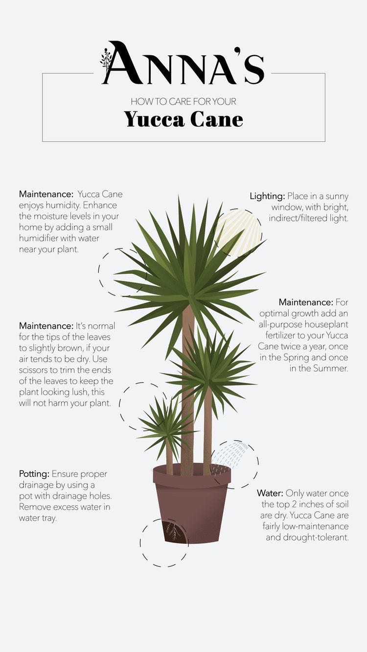 Yucca 'Solaris' How Much Water & Light Does it Need to Thrive?