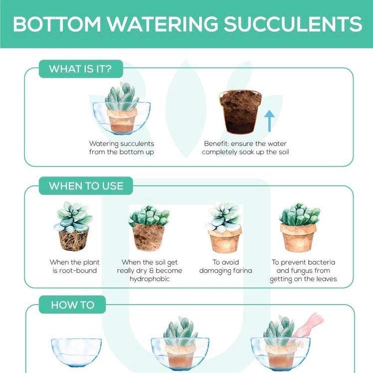 Consigli utili per il bottom watering