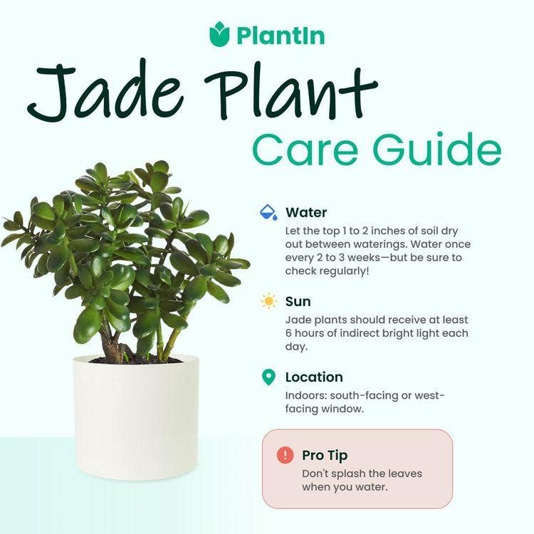 Jade Plant Care: Indoor Sunlight, Water, Soil and Growing Tips