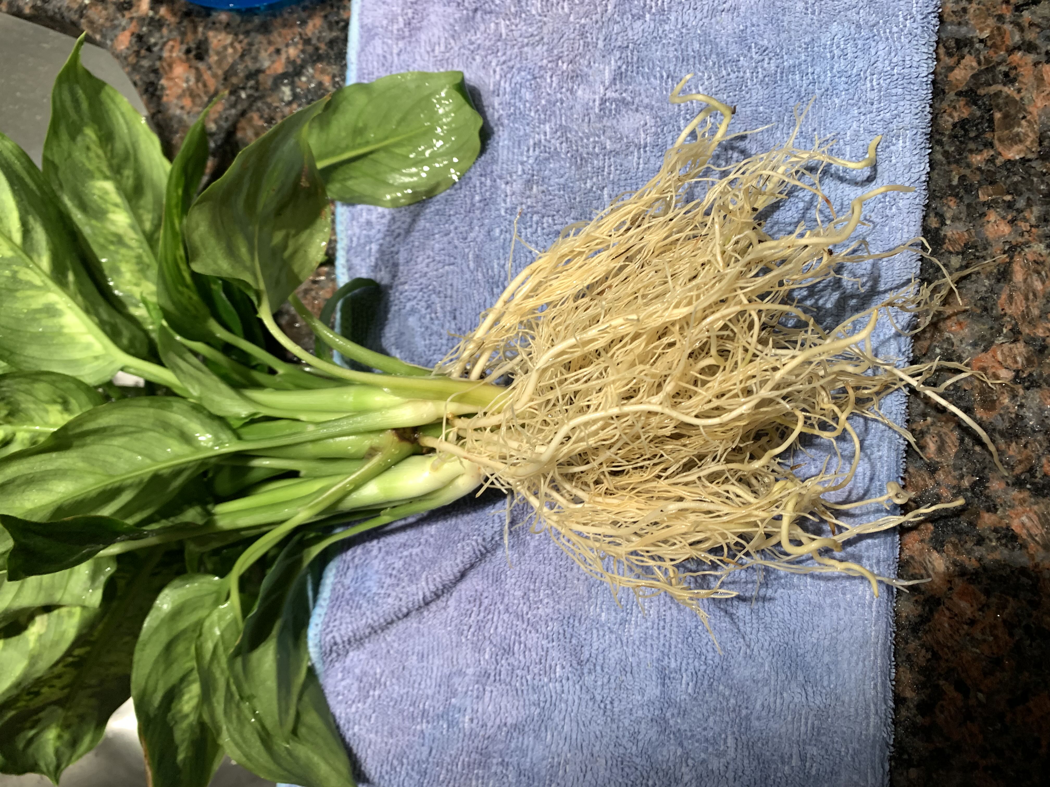Photo from the post