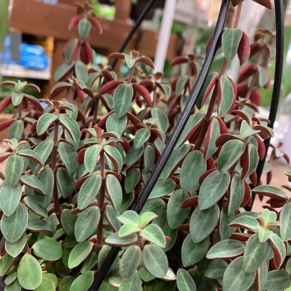 Cupid Peperomia: How Much Water & Light Does it Need to Thrive?
