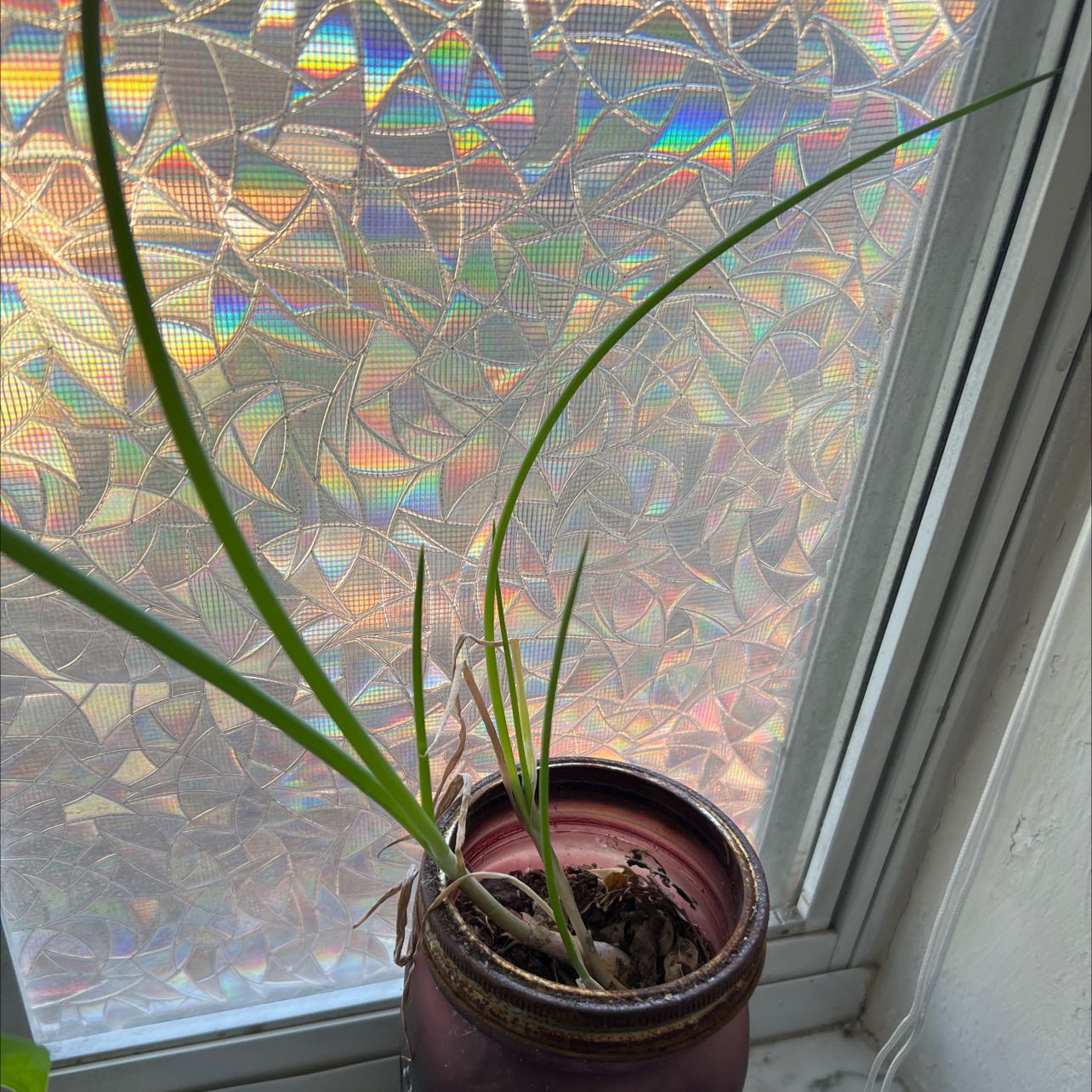 Potted Long Green Onion plant on a windowsill with some yellowing and browning leaves.