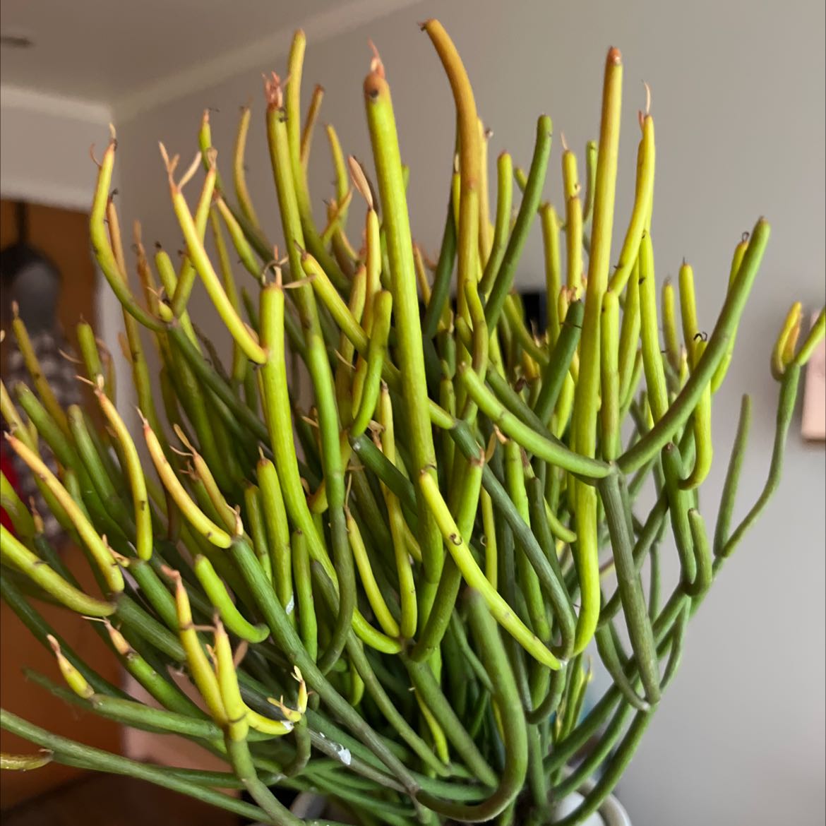 Photo of the plant species Pencil Cactus by @ExplorativeRuby named Osmo on Greg, the plant care app