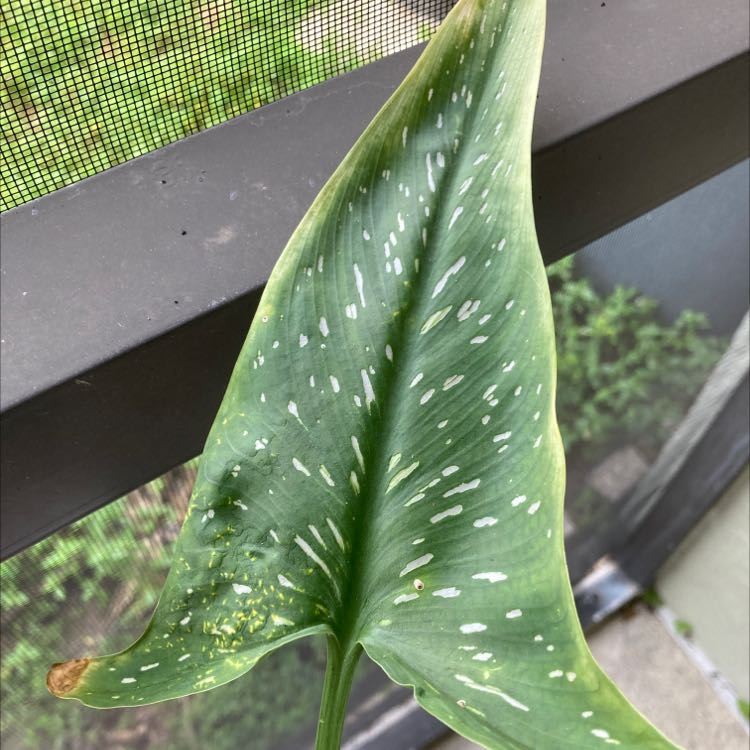 Leaf of a Spotted Calla Lily with white spots, some yellowing and browning visible.