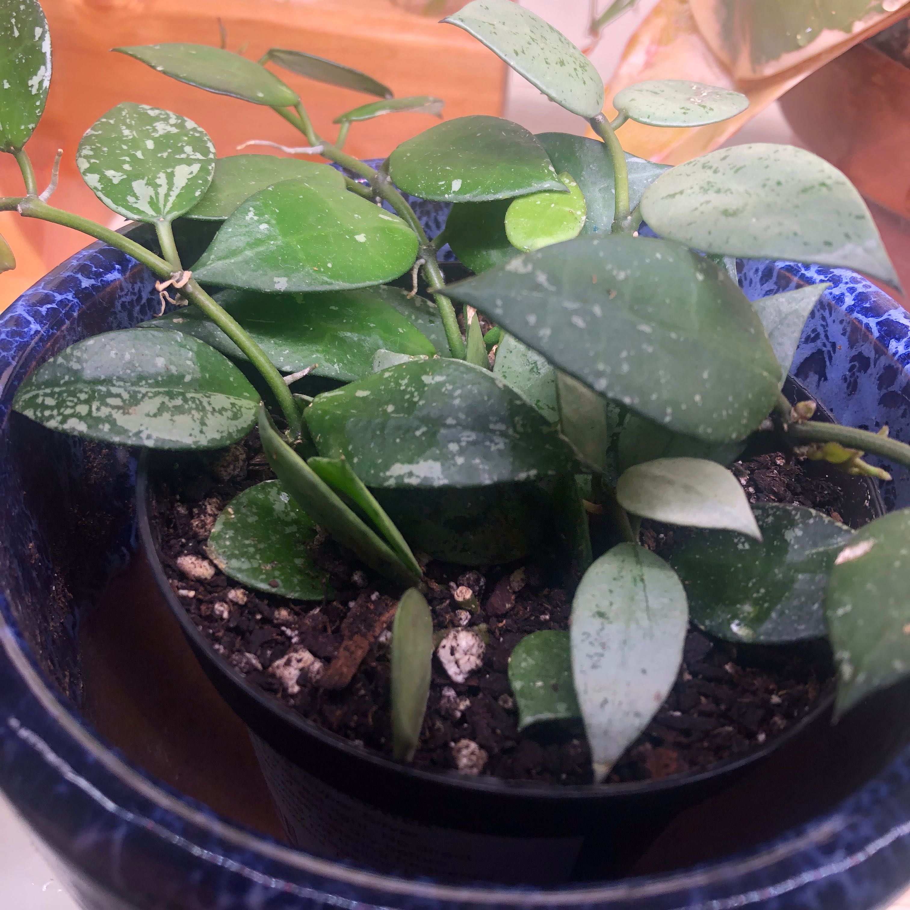 Potted Super Silver Hoyaa Krohniana with green and silver speckled leaves.