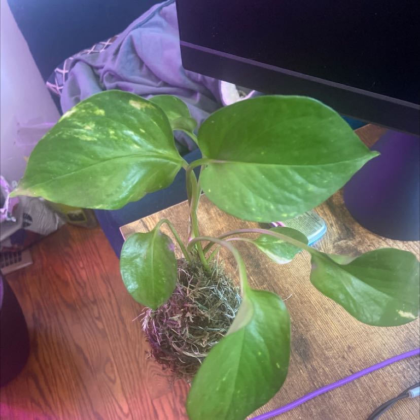 Photo of the plant species variagated pothos by @ClementLipandra named Your plant on Greg, the plant care app
