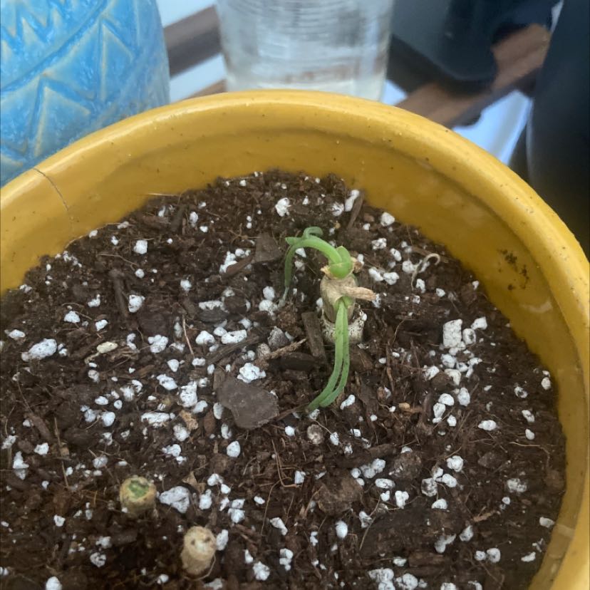 Photo of the plant species Bunny Succulent by @ClementLipandra named Your plant on Greg, the plant care app
