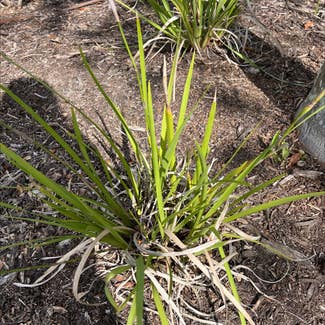 White African Iris plant in Sarasota, Florida
