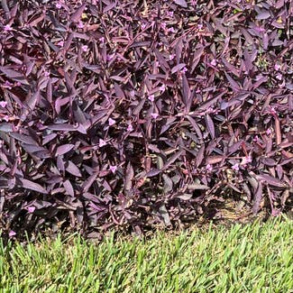 Purple Heart plant in Sarasota, Florida