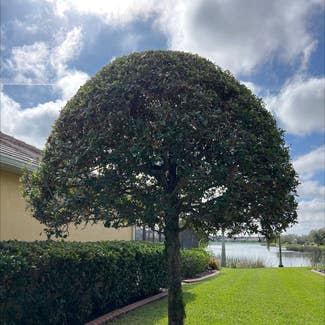 Common Myrtle plant in Sarasota, Florida