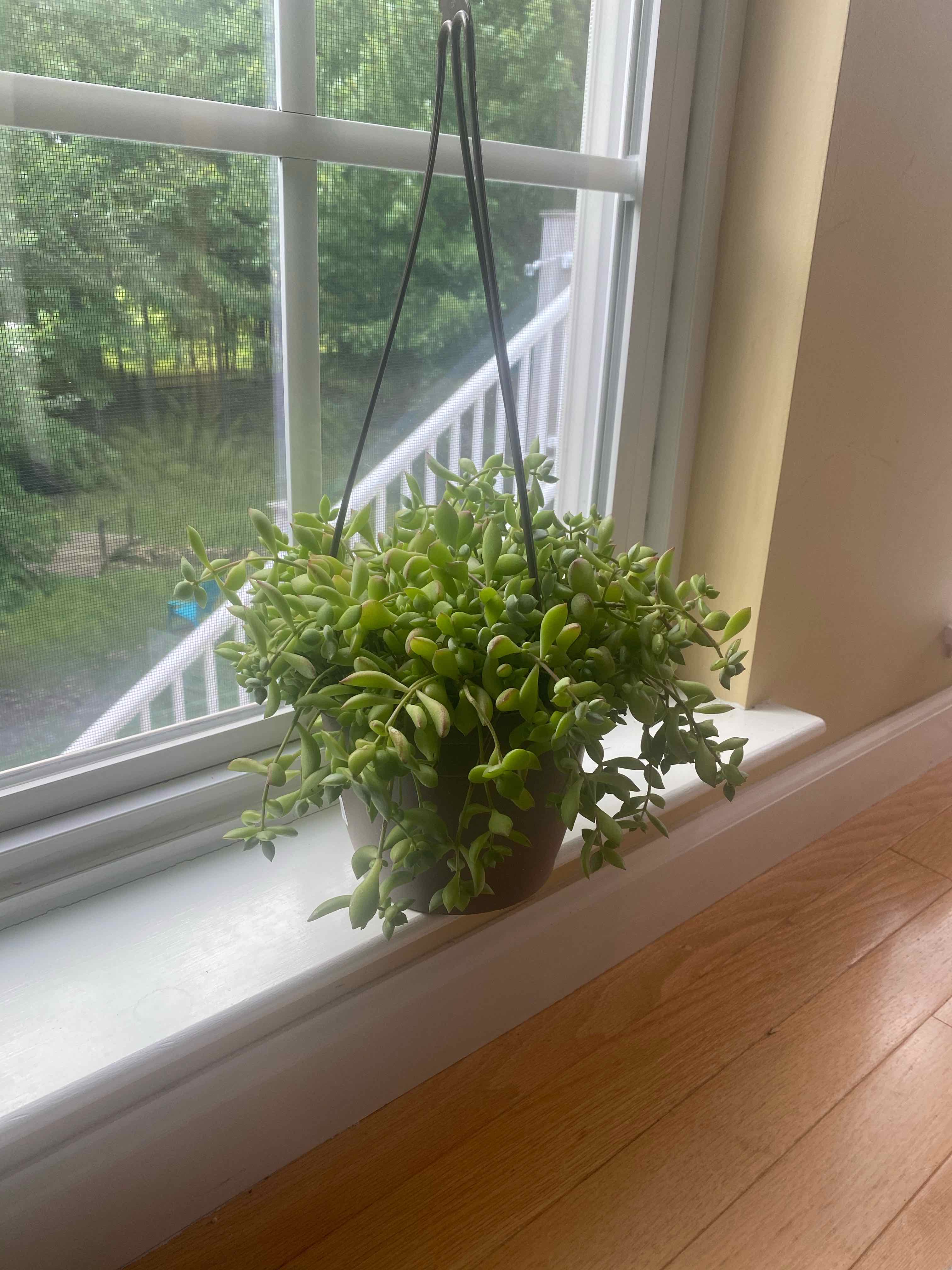 Hanging potted Cliff Cotyledon plant on a windowsill with vibrant green leaves.