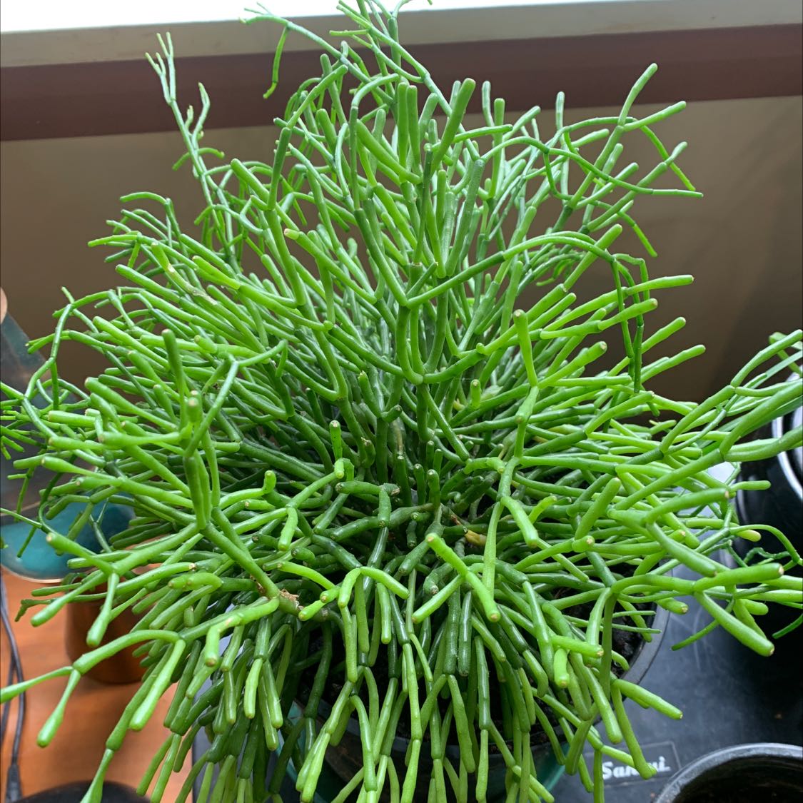 Photo of the plant species Dancing Bones by @TopdrawerTule named Your plant on Greg, the plant care app