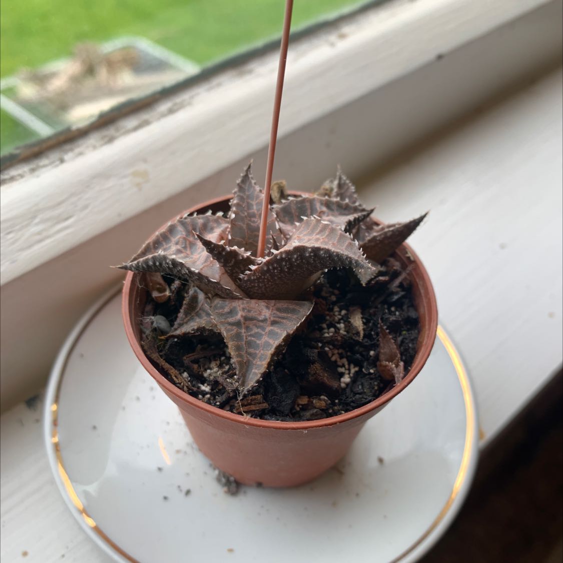 Potted Haworthia venosa succulent on a windowsill, healthy and well-framed.