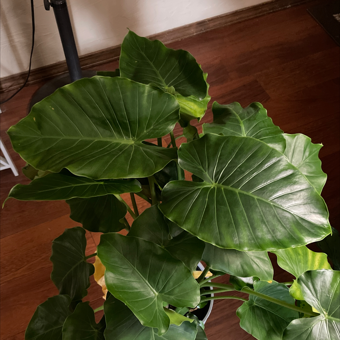 Alocasia Green Shield plant with large, glossy, dark green leaves.