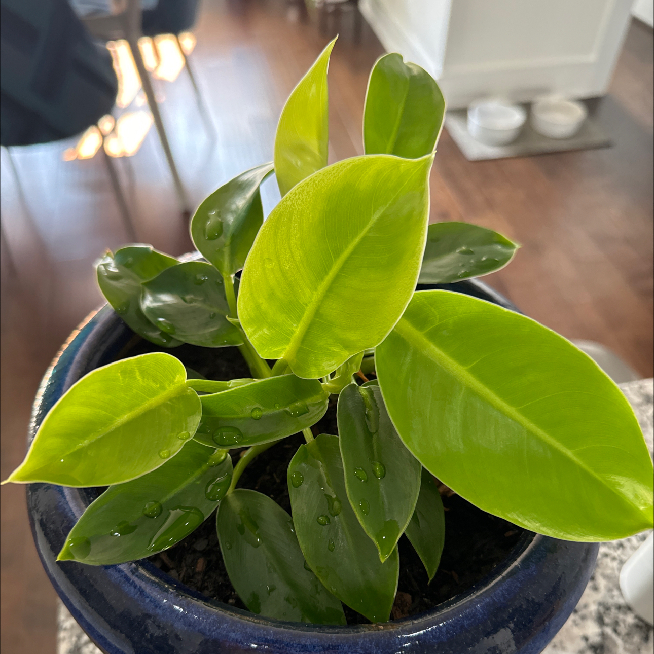 Philodendron 'Moonlight' plant in a blue pot with vibrant green leaves.
