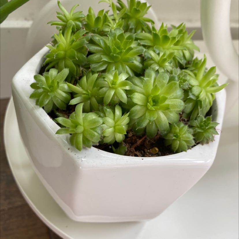 Photo of the plant species Hens and Chicks by @YesInchworm named jen on Greg, the plant care app