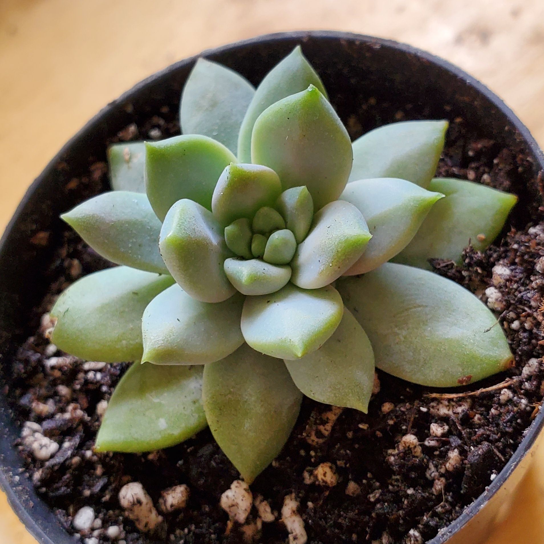 Pachyphytum 'Aquamarine' succulent in a small pot with visible soil.