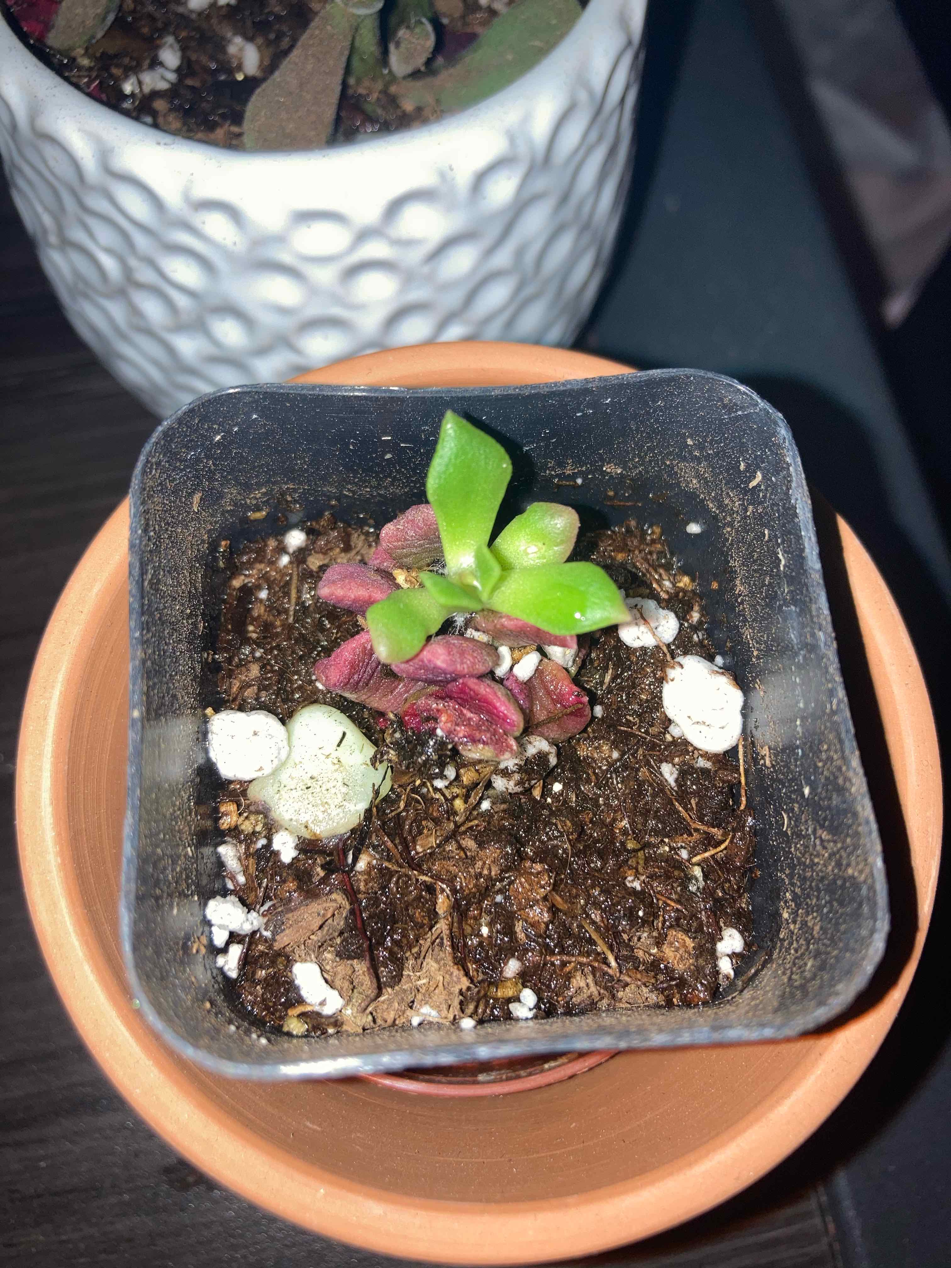 Small Sand Rose plant in a pot with visible soil and green and red leaves.