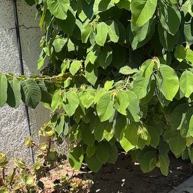 Photo of the plant species Mexican-Olive by @TitanicLantana named Gregarious on Greg, the plant care app