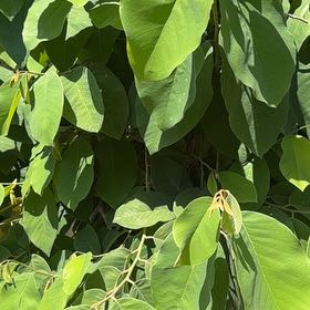 Photo of the plant species Mexican-Olive by @TitanicLantana named Xena on Greg, the plant care app