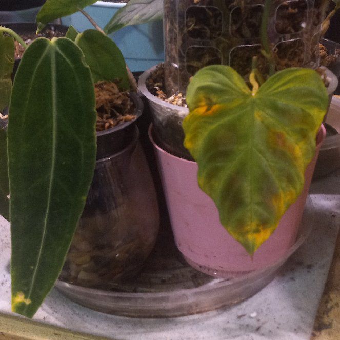 Photo of the plant species Philodendron verrucosum 'Glow' by @plantlust named Figyonce on Greg, the plant care app