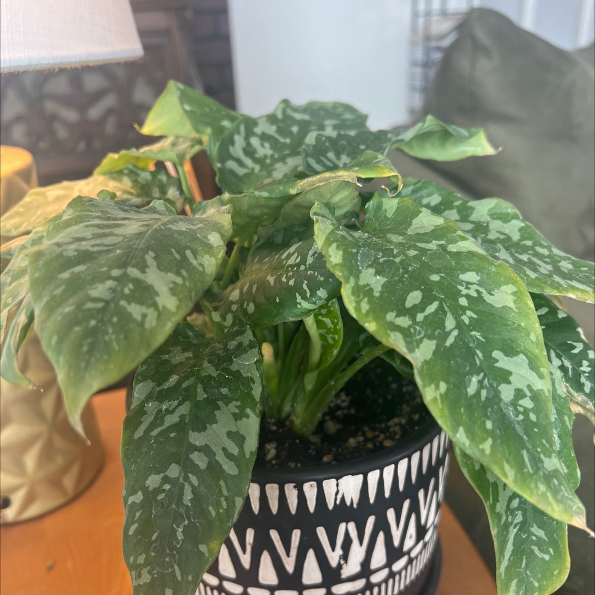 Photo of the plant species Schismatoglottis Thailand by @sadgirlsar named Pad Thai on Greg, the plant care app