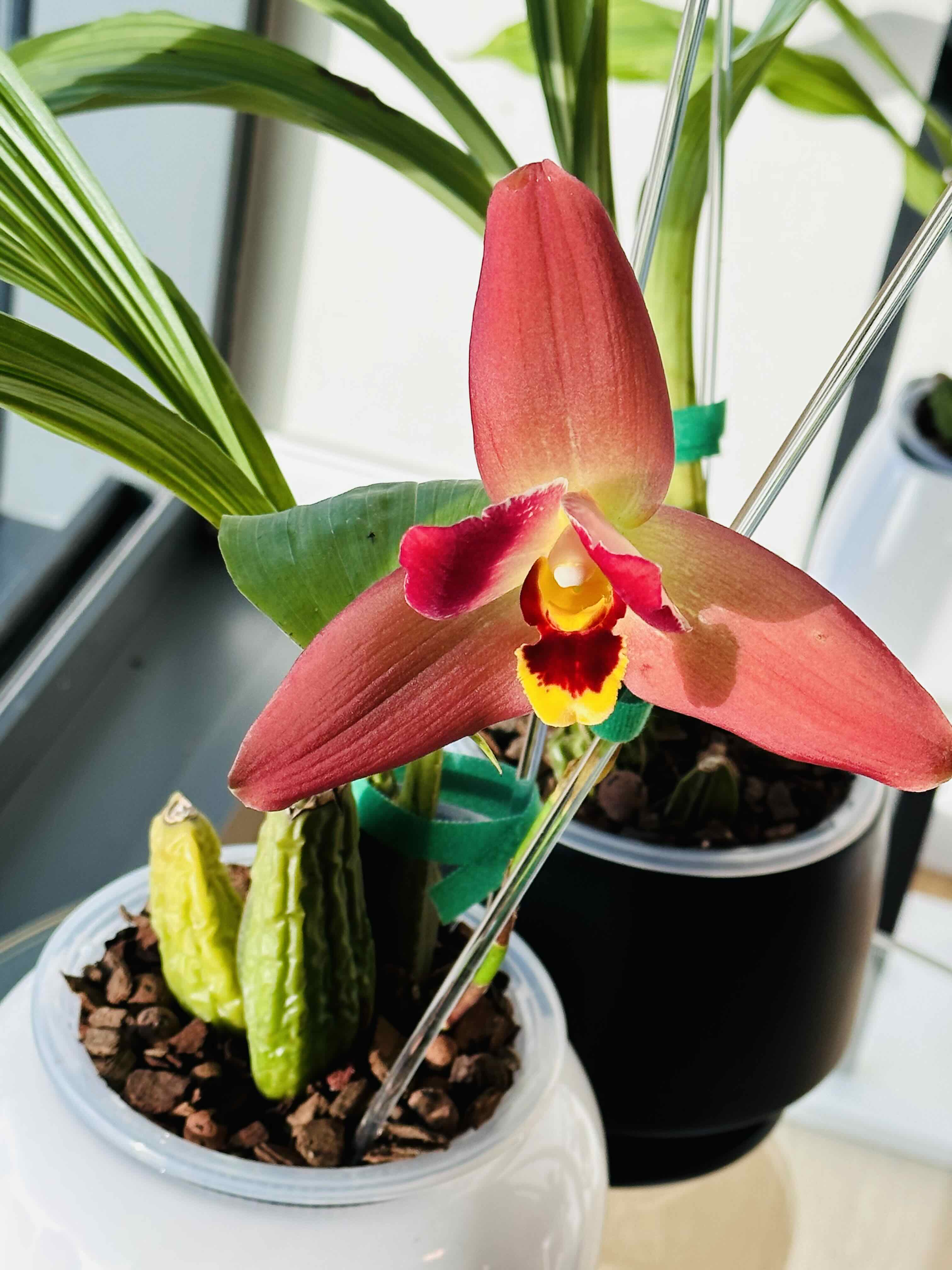Photo of the plant species Lysudamuloa by @anniejsong named Lycaste Red Jewel on Greg, the plant care app