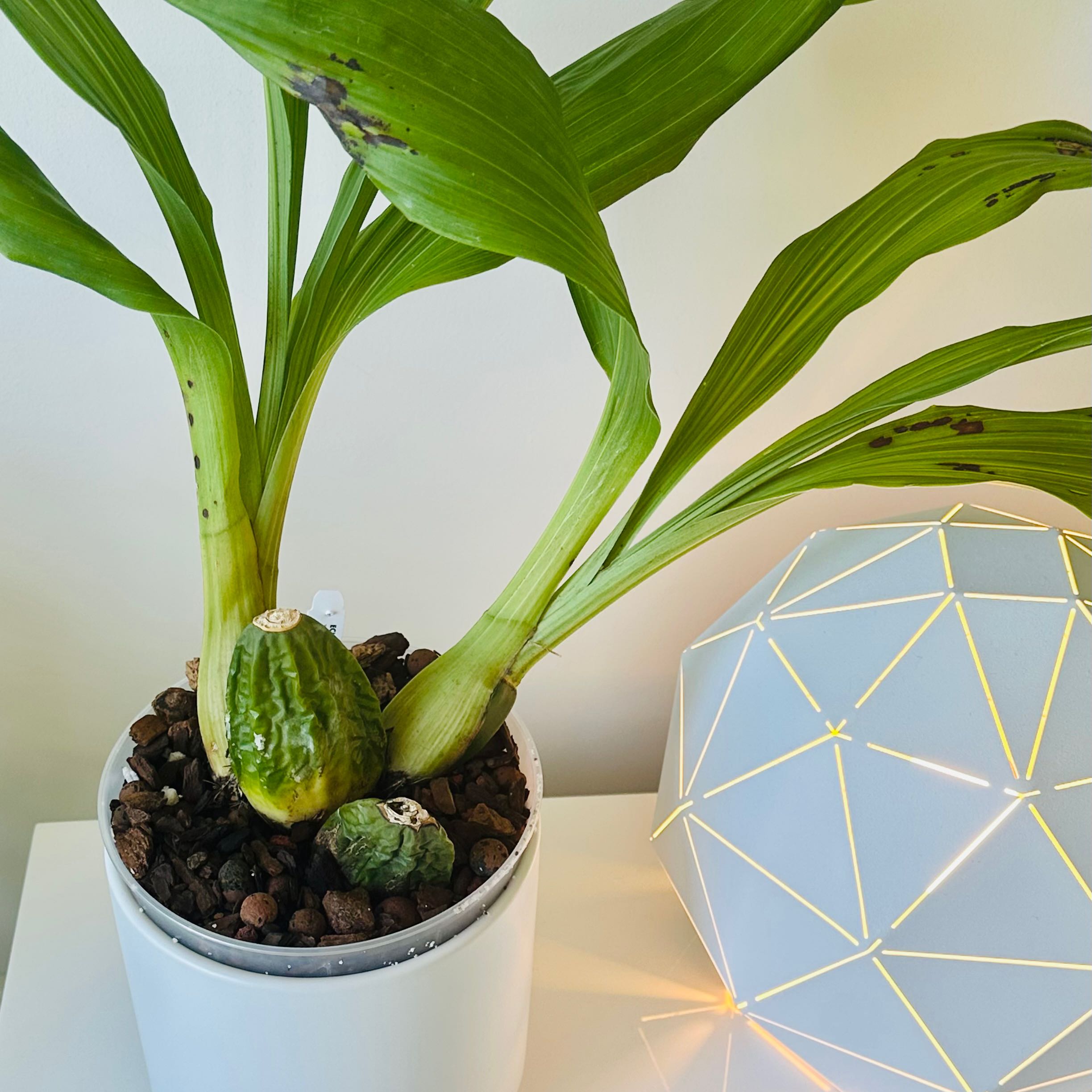Photo of the plant species Lysudamuloa by @anniejsong named Rainier on Greg, the plant care app