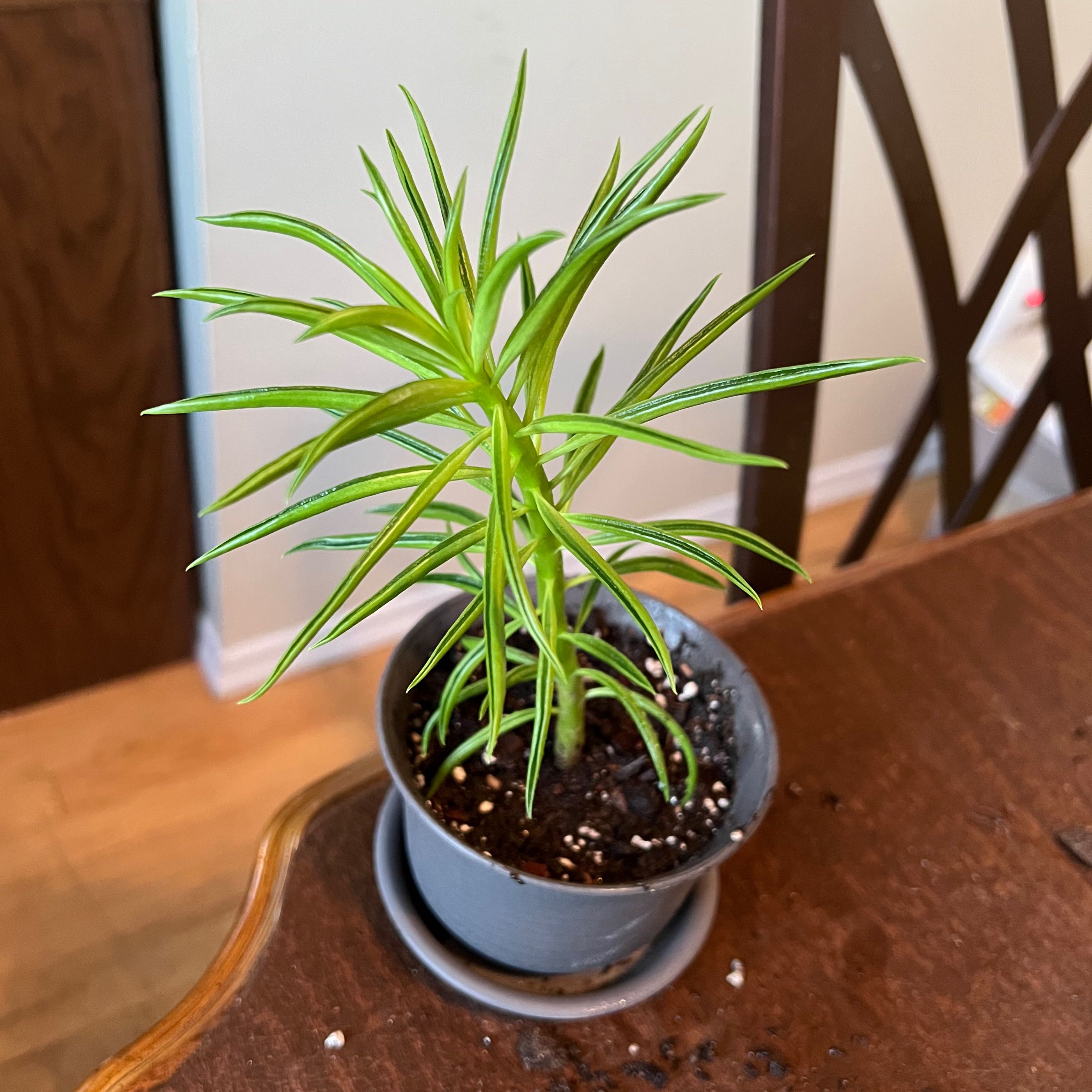 Photo of the plant species Pincushion Peperomia by @AceLentil named Morgan 2 on Greg, the plant care app