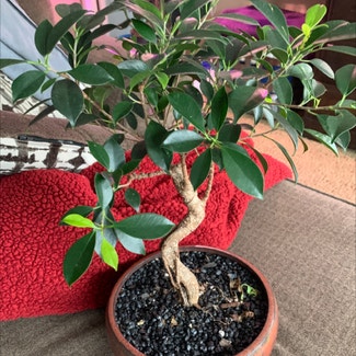 Ficus Ginseng plant in Tea, South Dakota