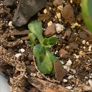 Mother of Thousands plant in Tea, South Dakota