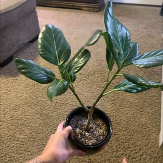 Audrey Ficus plant in Tea, South Dakota