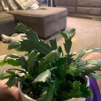 False Christmas Cactus plant in Tea, South Dakota