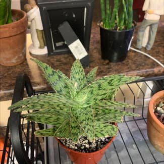 Broad-Leaved Aloe plant in Tea, South Dakota