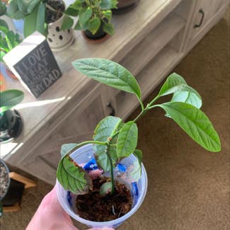 Avocado plant in Tea, South Dakota
