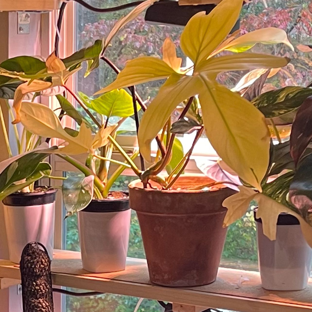 Philodendron 'Florida Beauty' plant with variegated leaves on a shelf near a window.