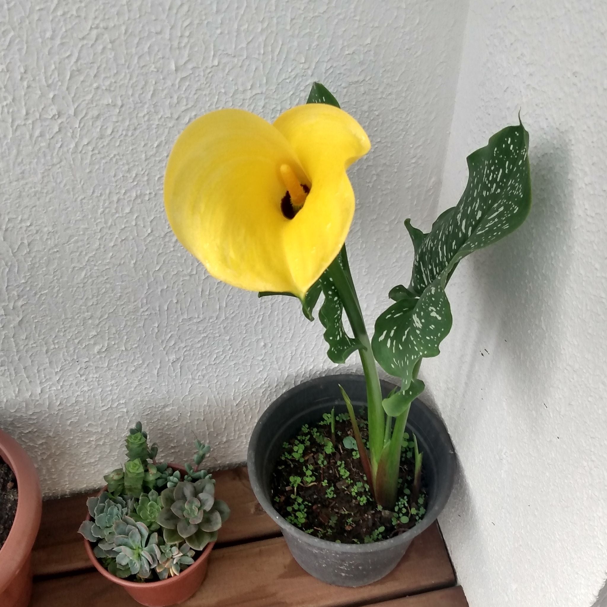 🌞 How Much Sunlight Does My Spotted Calla Lily Need?