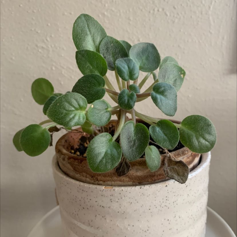 Photo of the plant species Kenyan Violet by @LizzieTish named Vitamin R on Greg, the plant care app