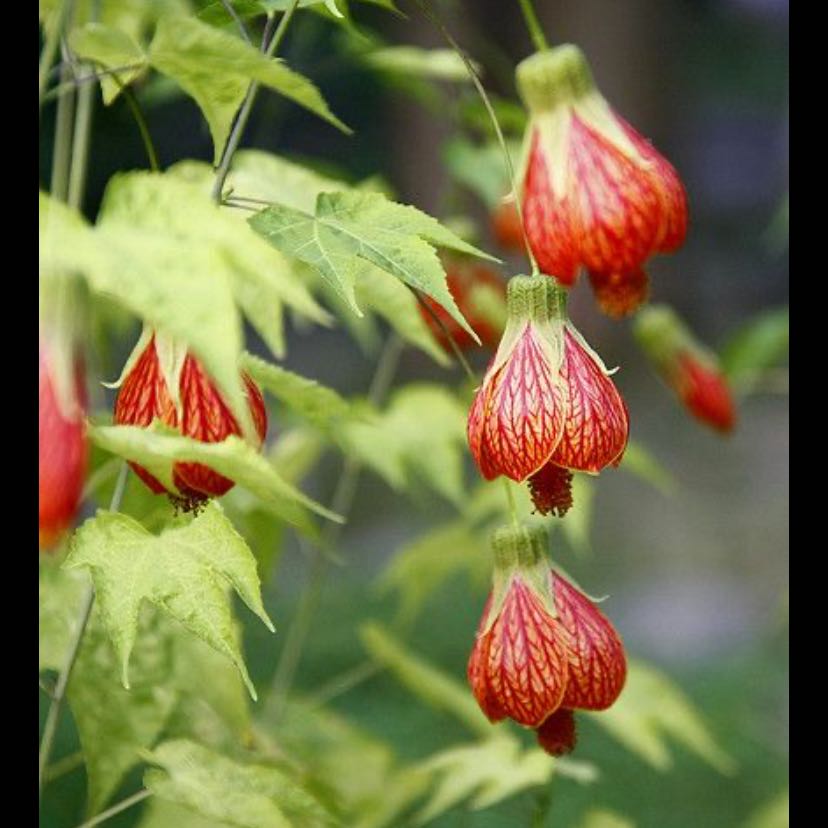 Abutilon Pictum plant with red and yellow bell-shaped flowers and green leaves.